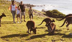 Kangaroos