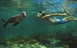 Snorkel seal South Australia
